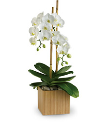 Opulent Orchids Cottage Florist Lakeland Fl 33813 Premium Flowers lakeland